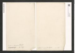 Nitzschia distans var. div.? Greg. (de-Toni-Nr.: Genus 47, Species 2083) Zeichnungen Sammlung Grunow (NHMW-BOT-W0371998)